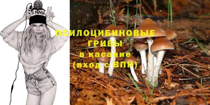 Псилоцибиновые грибы Psilocybe  Буинск 